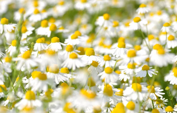 Field, flowers, glade, chamomile, white, field, bokeh, chamomile field