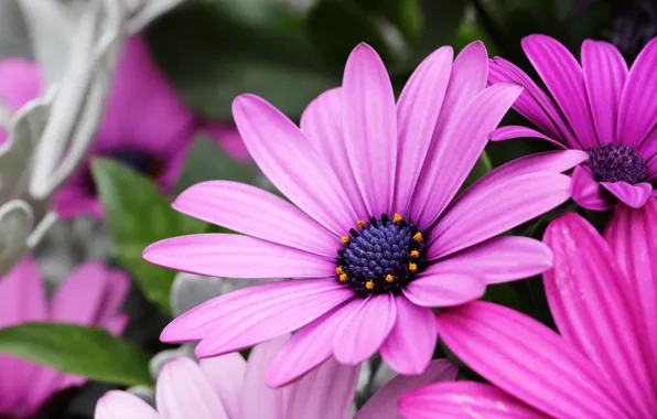 Macro, flowers, petals, pink, lilac, osteospermum