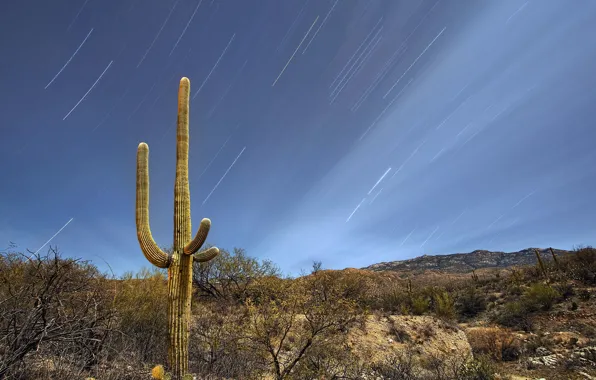 The sky, stars, night, hills, desert, cactus, USA, Arizona