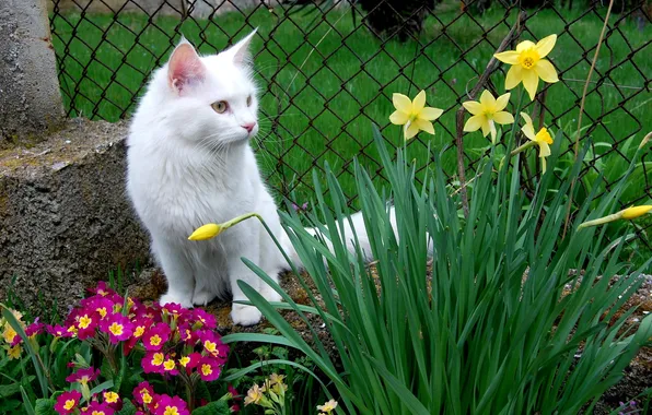 Cat, animals, cat, flowers, photo