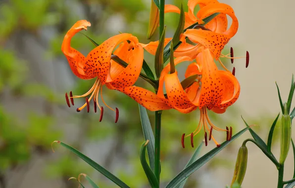 Picture leaves, Lily, orange, flowering
