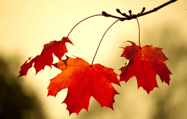 Autumn, macro, branches, foliage