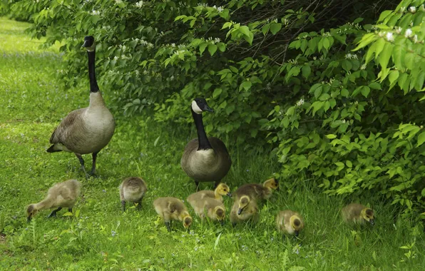 Picture greens, grass, birds, walk, the bushes, Chicks, nature, geese