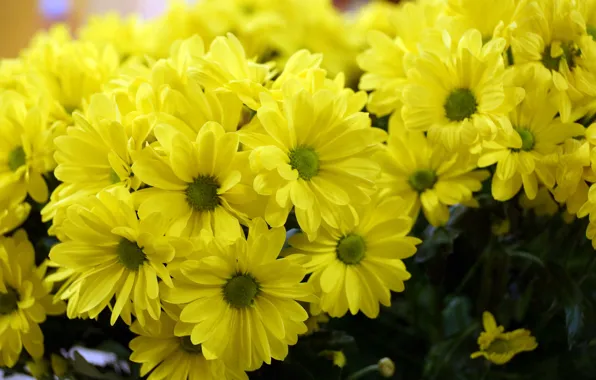 Flowers, bouquets, Daisy yellow