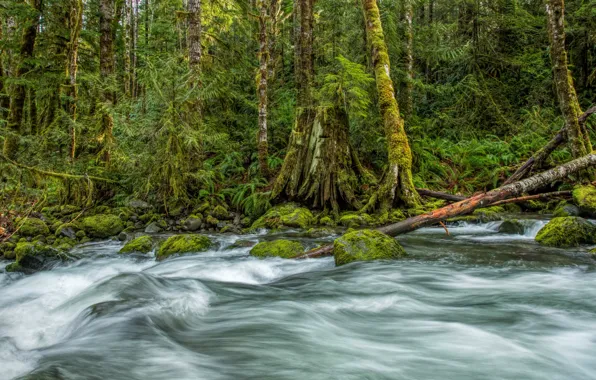 Forest, trees, river, stones, for, moss, hdr, Canada