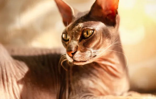 Cat, cat, look, pose, face