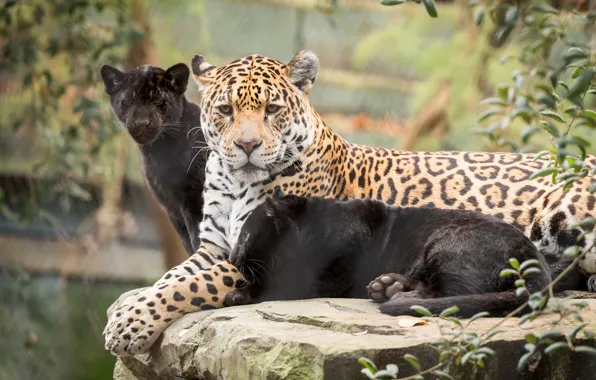 Cats, nature, baby, mom, jaguars