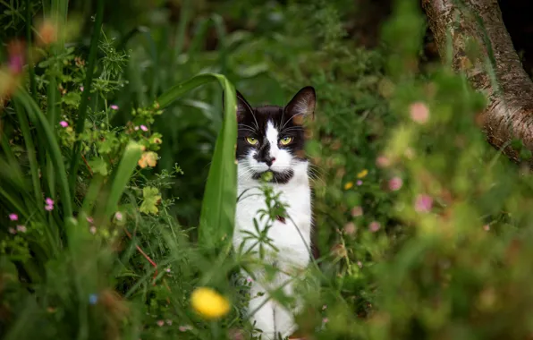 Cat, summer, grass, cat, look, nature, black and white