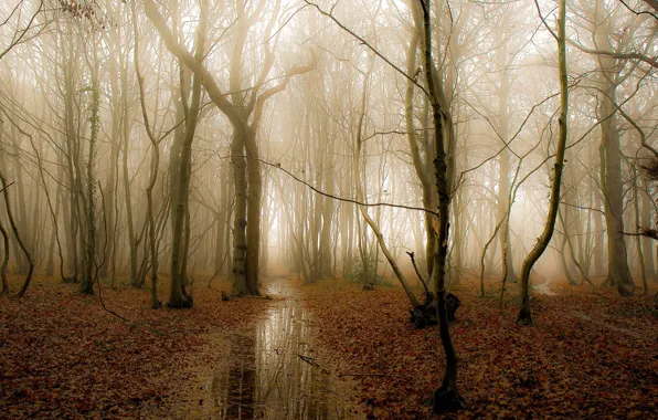 Autumn, forest, nature, fog