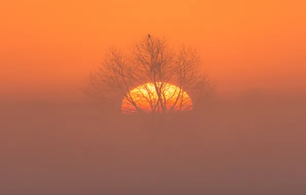 Night, fog, bird, the moon
