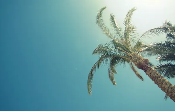 Summer, the sun, palm trees