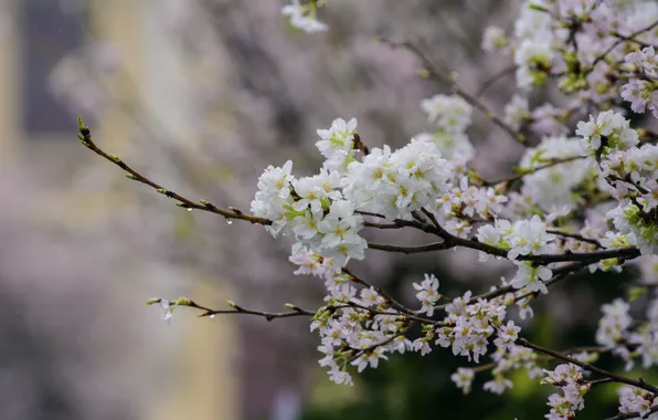 Flowers, branches, tree, Nature, spring, flowering