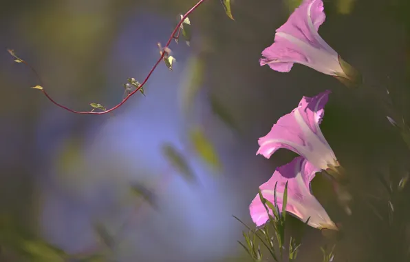 Pink, trio, bindweed