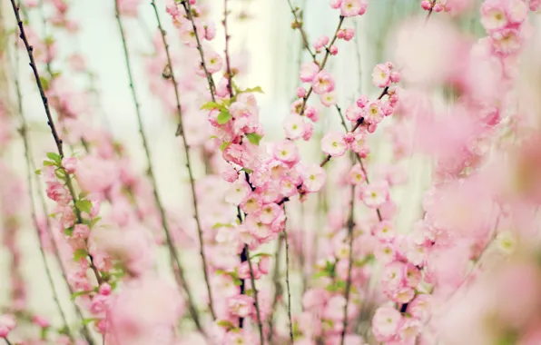 Picture flowers, pink, gently