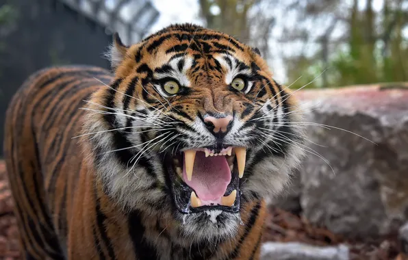 Tiger, mouth, beast