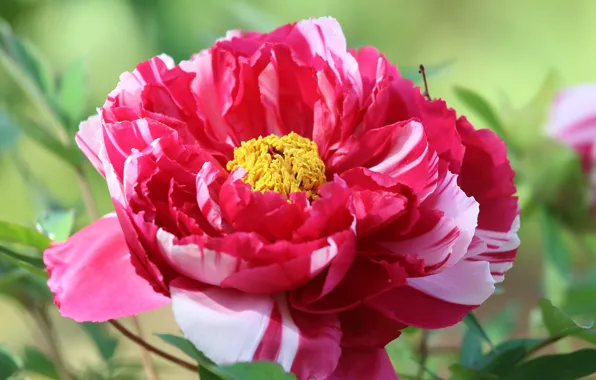 Flower, macro, red, striped, peony