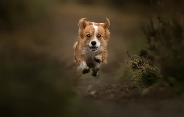 Jump, dog, flight, walk, bokeh, doggie, levitation, Welsh Corgi