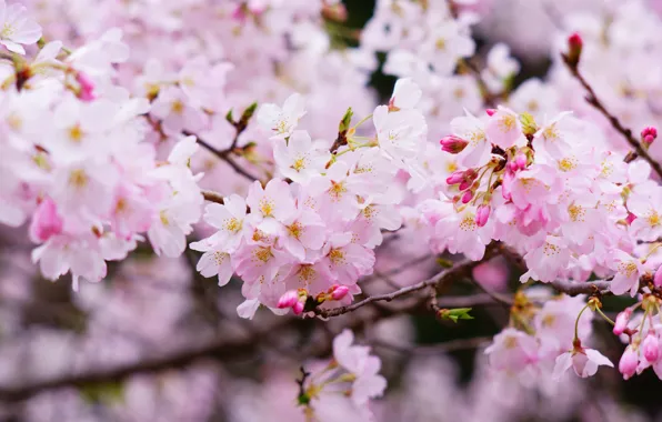 Flowers, branches, cherry, spring, Sakura, pink, flowering, bokeh