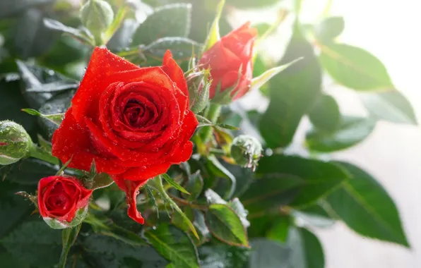 Flowers, morning, red rose, flowers, red rose, dewdrops, the morning dew