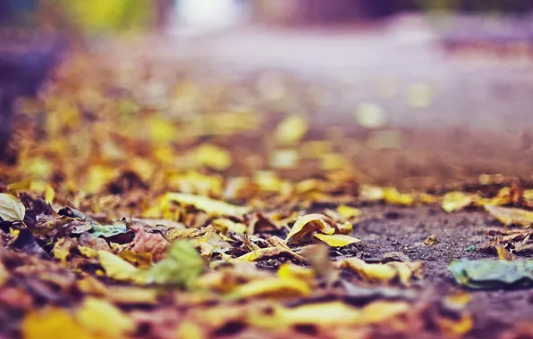 Picture autumn, asphalt, leaves