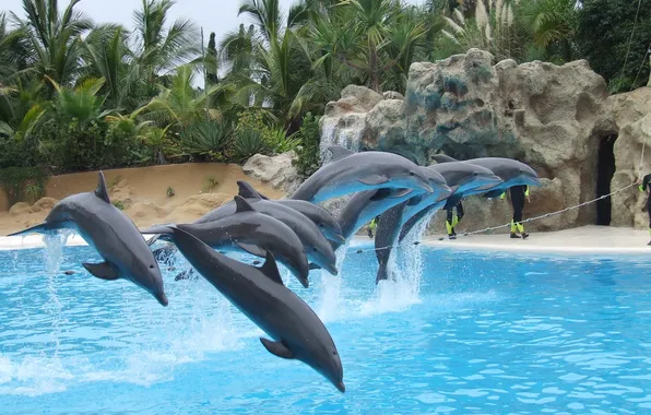 Flight, palm trees, jump, pool, dolphins, aquarium