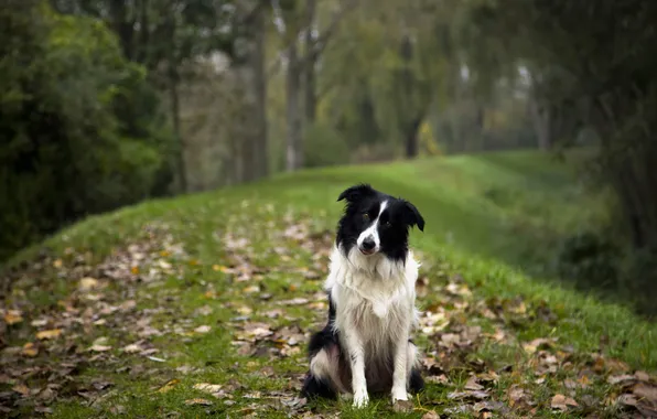 Look, each, dog