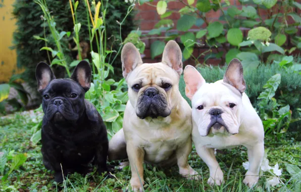 Summer, grass, French bulldog, French Bulldog, three dogs