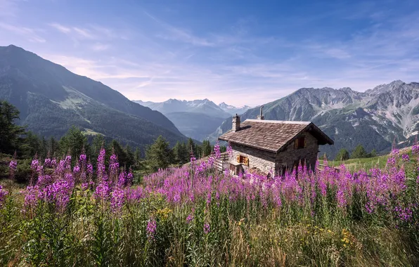 Field, mountains, house, Ivan-tea