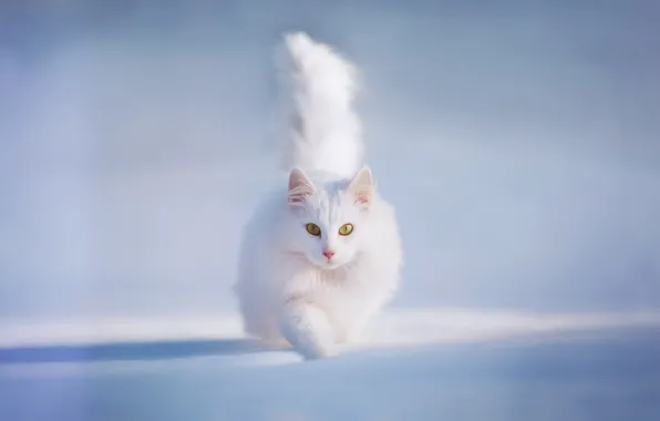 Picture cat, cat, snow, yellow eyes, Kotecha, white and fluffy