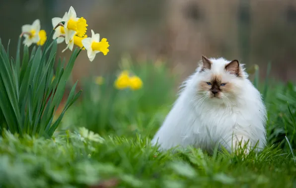 Greens, cat, grass, cat, look, flowers, nature, pose