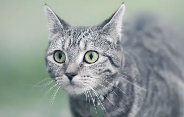 Eyes, background, cat