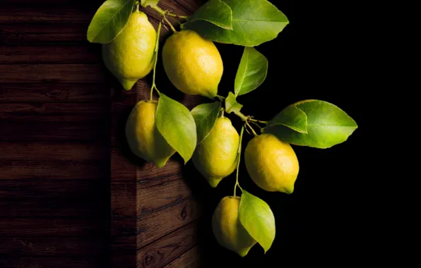 Fence, branch, bunch, limes