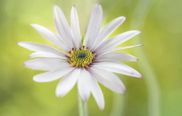 Flower, petals, osteospermum, Cape Daisy