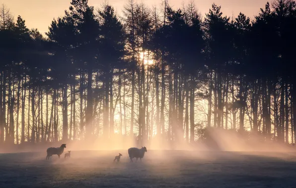 Fog, sheep, the evening