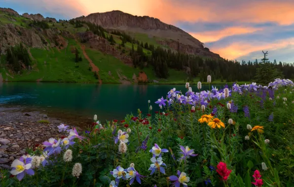 Greens, forest, summer, the sky, clouds, landscape, flowers, mountains