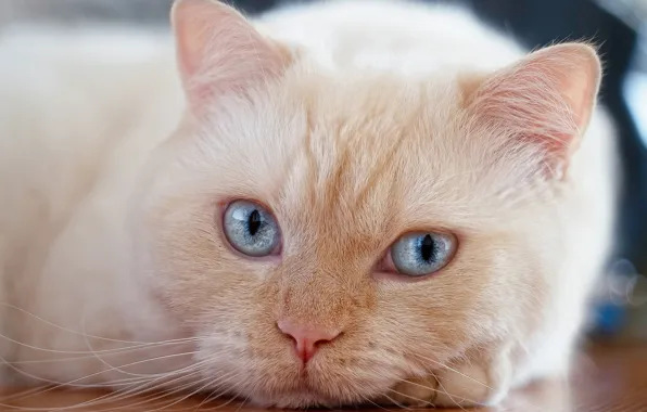 Cat, cat, look, portrait, muzzle, blue eyes, cat, Pauline Khrol