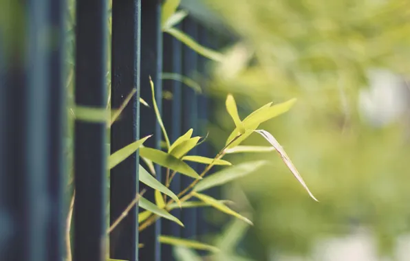 Picture greens, nature, metal, sprouts, the fence, plant, fence, rod