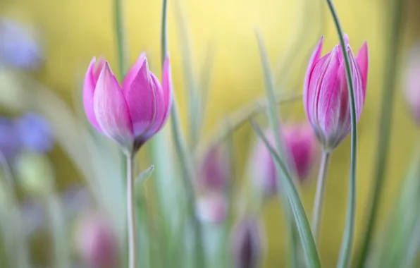 Flowers, spring, tulips