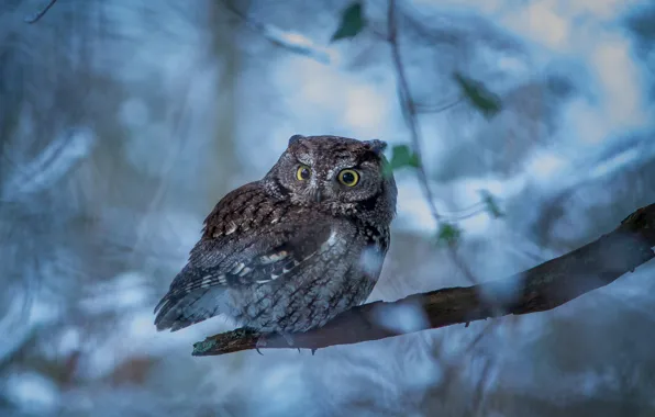 Picture branches, owl, bird, bitches, bokeh, Western scoop