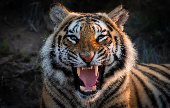 Face, tiger, mouth, fangs, wild cat, Alexei Suloev