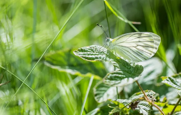 Summer, macro, green, butterfly, wings