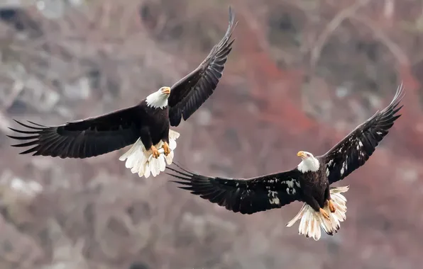 Nature, bird, Bald Eagles