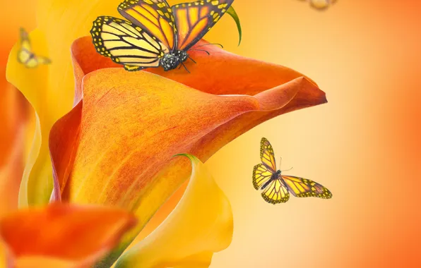 Flowers, butterfly, buds, flowers, Calla lilies, butterflies, buds, Calla lilies