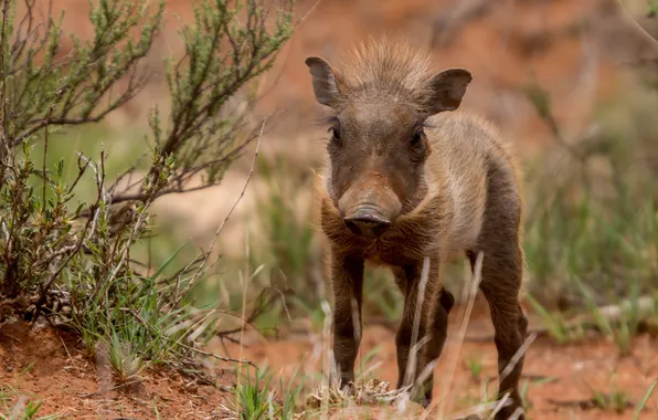 Nature, background, boar