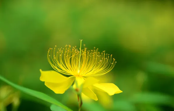 Macro, nature, petals, stamens, exotic