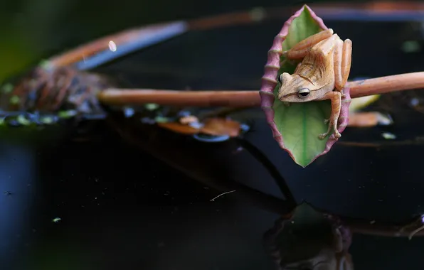Picture sheet, frog, Lotus, pond