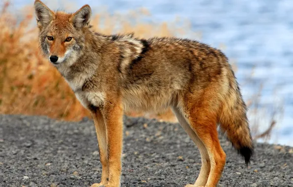 Picture wildlife, Coyote, Animals