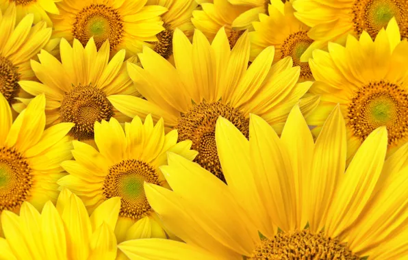 Sunflowers, flowers, macro photography