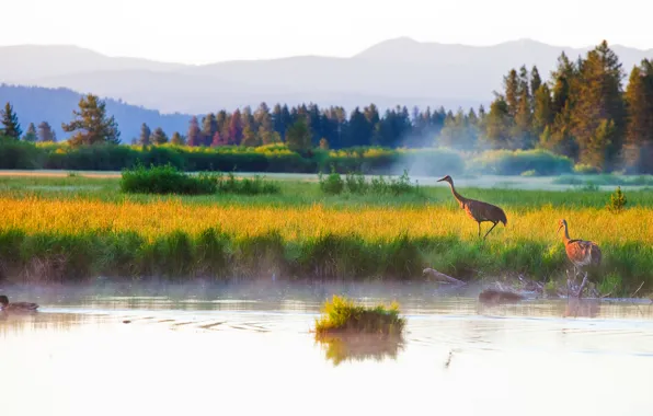 Autumn, forest, grass, mountains, birds, fog, lake, duck