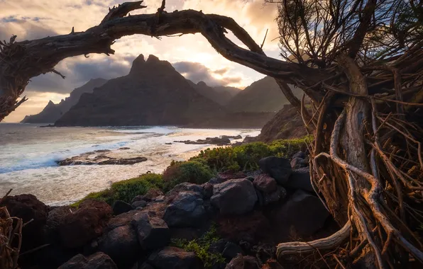 Mountains, branches, pond, driftwood